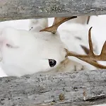 Karhunpesae *