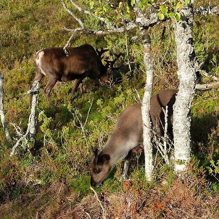 Karhunpesae