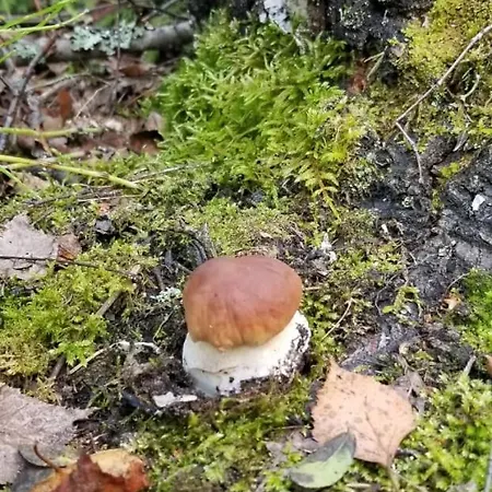 Karhunpesae Saariselkä