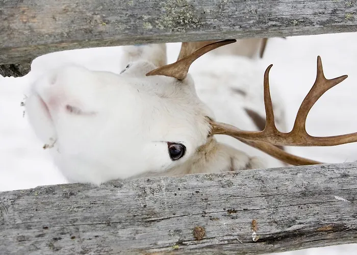 ヴィラス カルフンペサ *