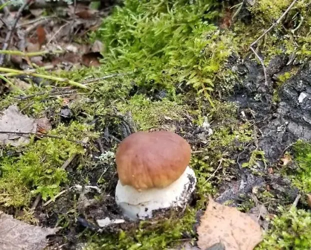 Karhunpesae Saariselkä